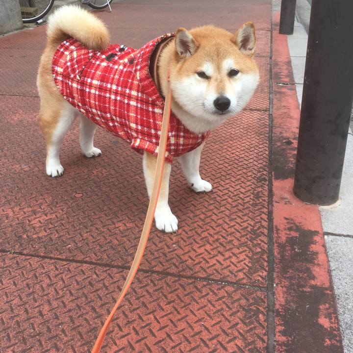 B7917e90 999e 49a4 87e4 6870131b1f75 1544933629494