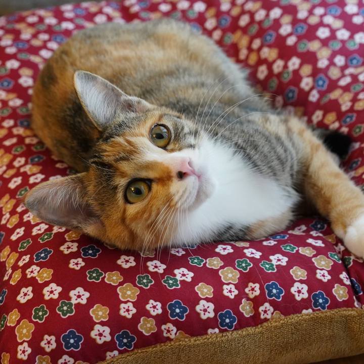 B794df86 ceff 43ac bbb2 f48cd808b8f5 1574035237483