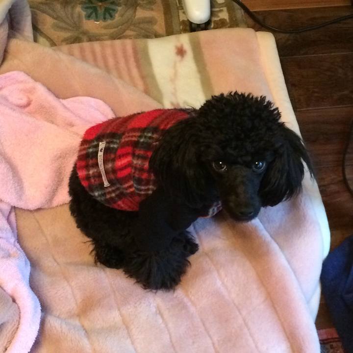 B799ff32 36fd 44e9 acdb 8f4c1da84eaf 1517178407356