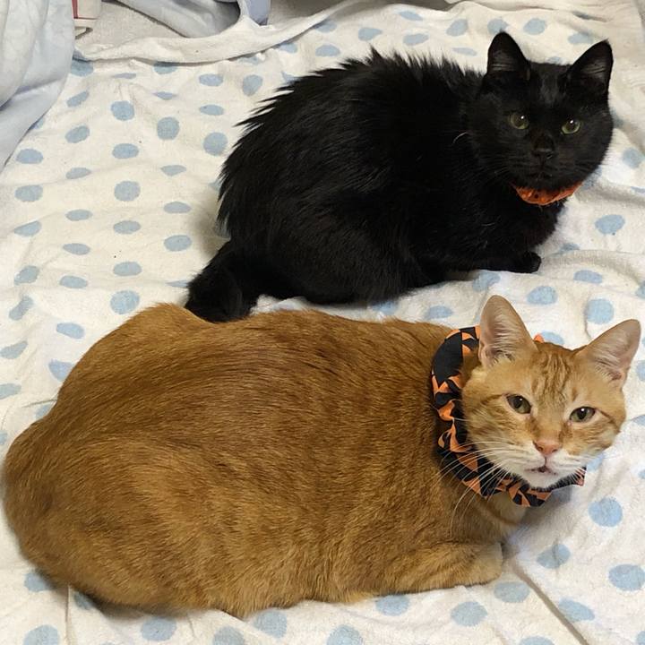 B79cc429 b6f3 48fb 8ac1 1cbff1b4ded3 1571434649660