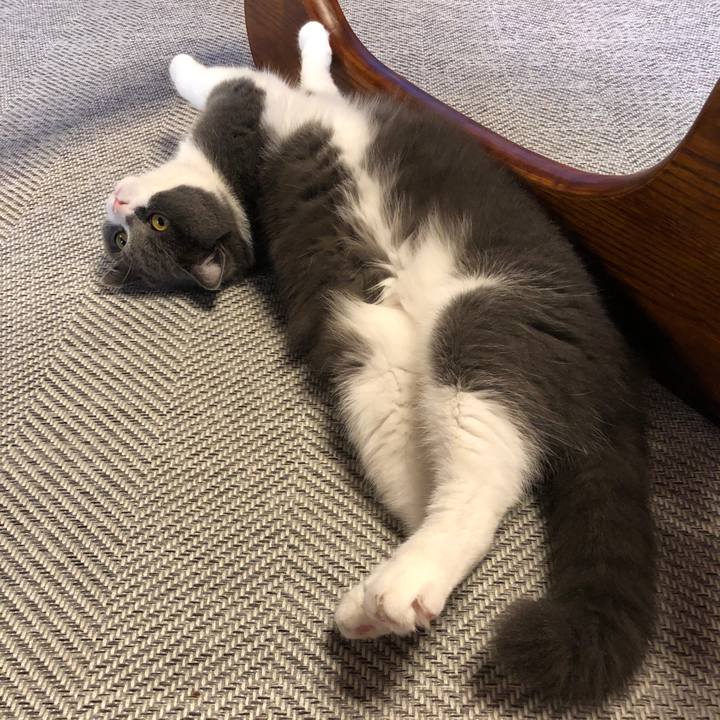 B79ddf06 71e5 411a a126 e93f89c4b78b 1560934533602