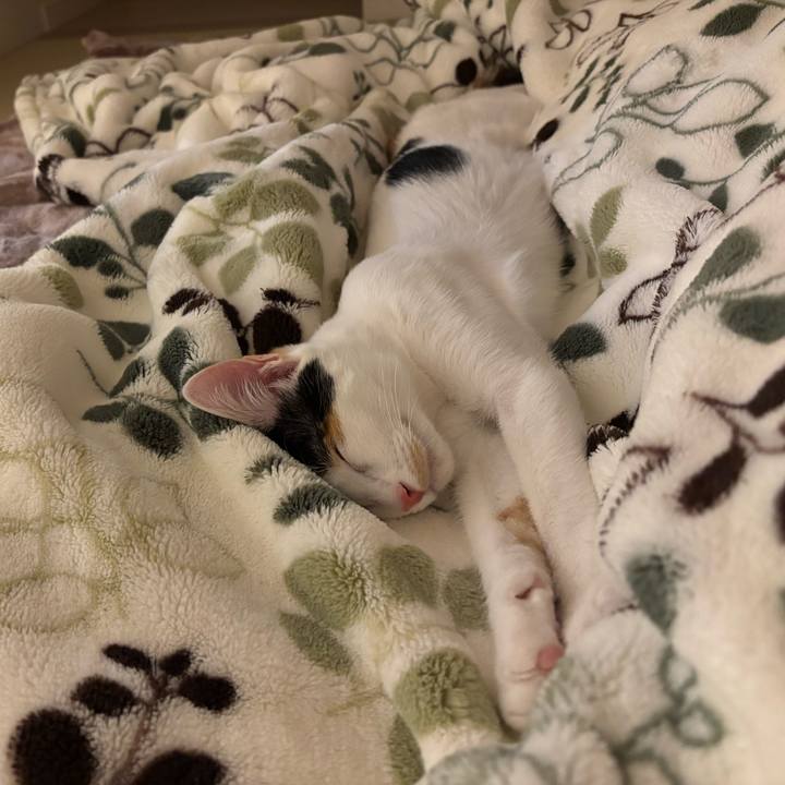 B79ef46e 934c 4439 ad16 1260c890d9eb 1762774004307