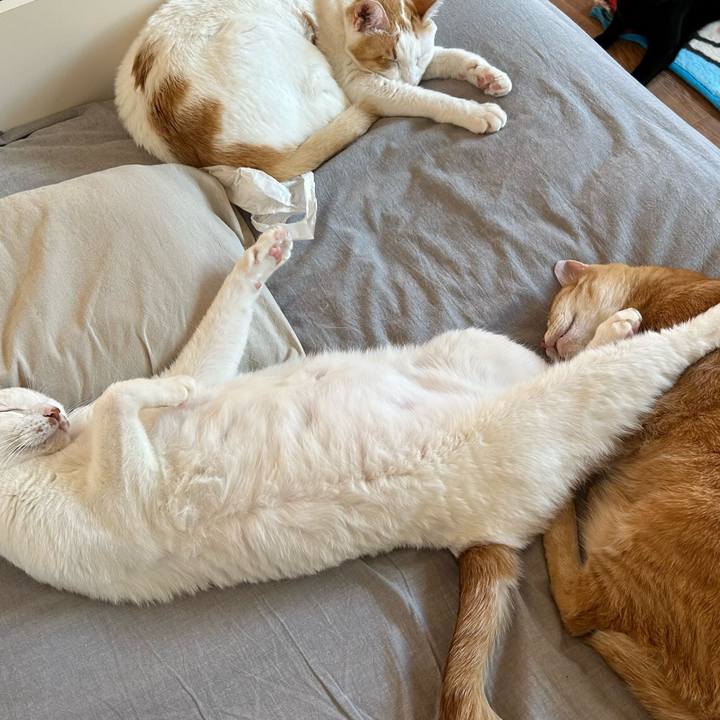 B7a938c3 adcf 4144 8ee8 060cab72d413 1672356489466