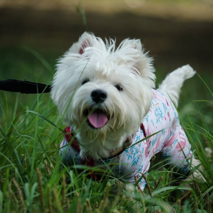 B7aa23e8 505e 4bb6 a0eb 72a5111bc8d6 1531823307895