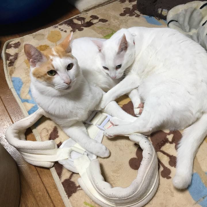 B7b9bf38 5334 45dc a7e2 f596ef945103 1518873158862