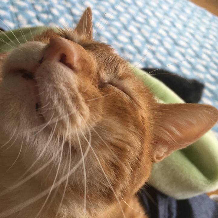 B7bc27ea 411f 4ccd 9a7b d4a1a18a2348 1533355365436