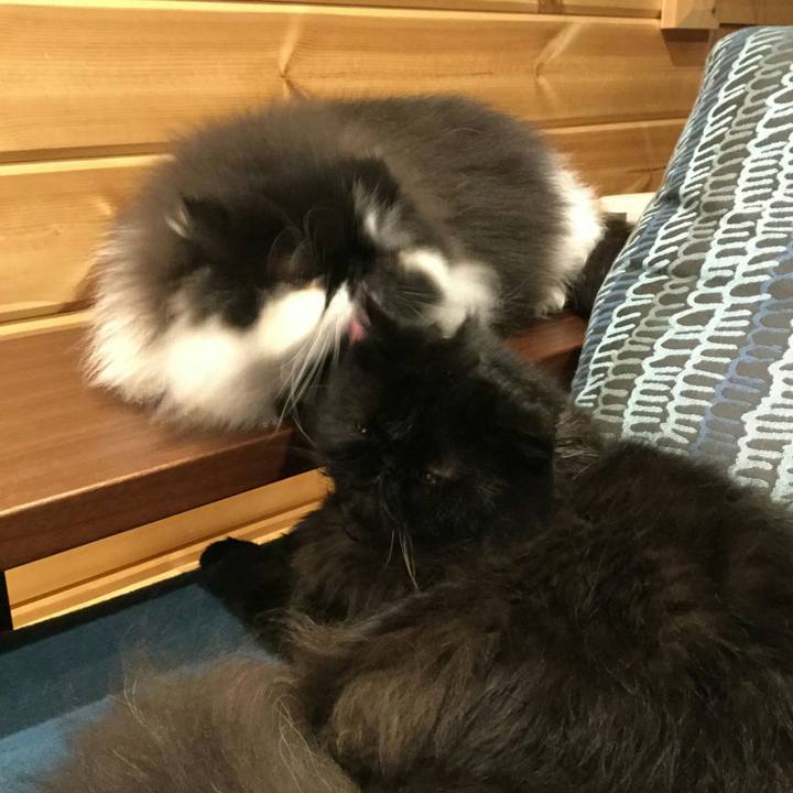 B7c157c1 425f 4c48 8c7f b8e9caccd766 1522930781341