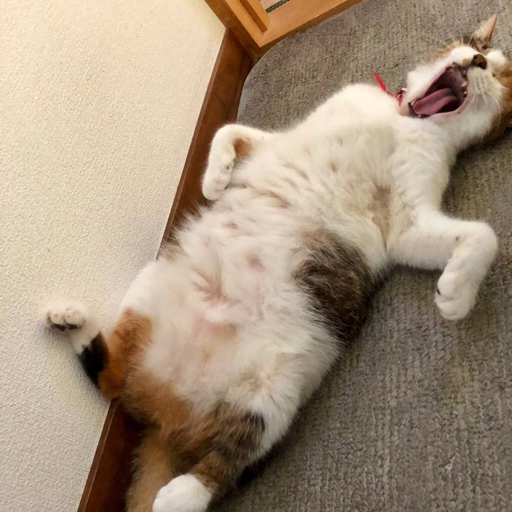 B7cb6ee2 0cab 46c1 918e 8811dbe951b0 1534461544019