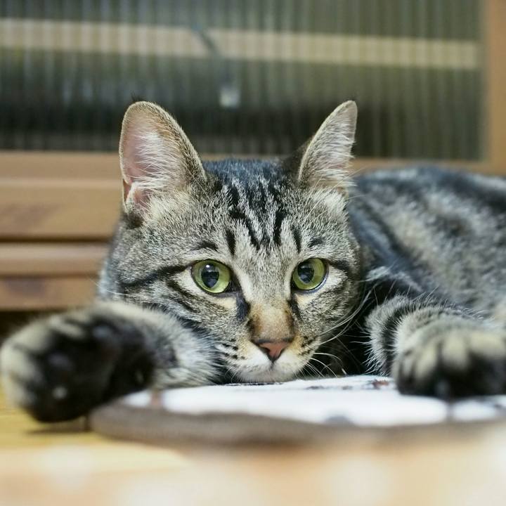 B7cc2bb5 0666 4cf1 8be2 45d33316b723 1530624931889