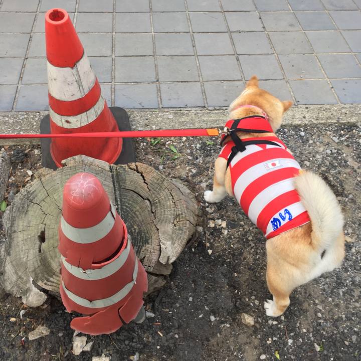 B7cd8ddd 008d 4b0a 9463 2a7b131e40cf 1588496624969