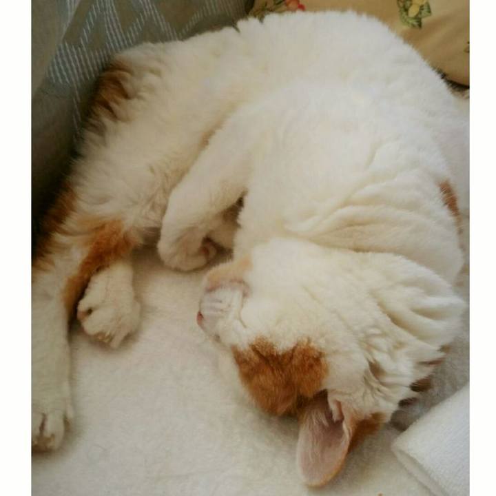 B7cef3ea 136e 4dfc 8306 ed4fcfc28fd1 1532687894555