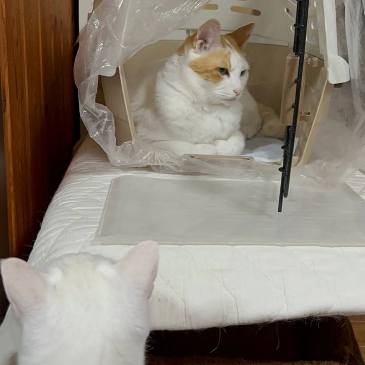 B7d17a98 5f52 410c b38e ccc0655c7537 1687180523967