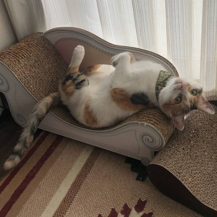 B7d6bd13 85a5 464d b6e9 492de35dba3a 1597705207523