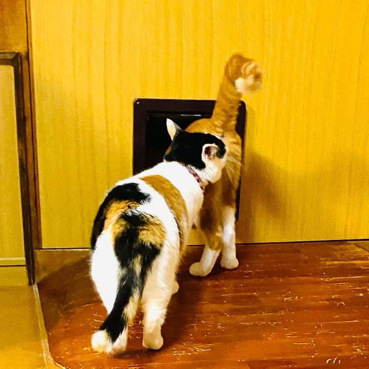 B7db61a8 5777 4ce4 a9c6 4cfb562eadb1 1688285939328