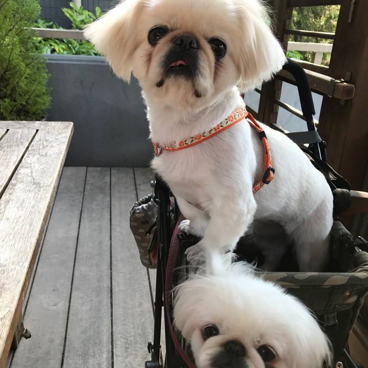 B7dfbb2e 4c0f 4055 bf11 8a01e2c5be17 1525179644289