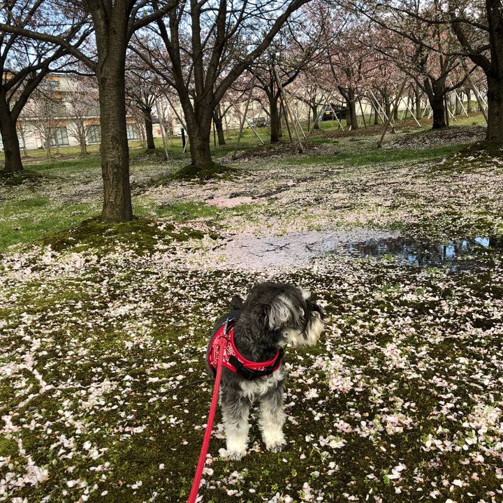 B7e5585e 8e70 49ca 8a67 857db47c394c 1523179119359