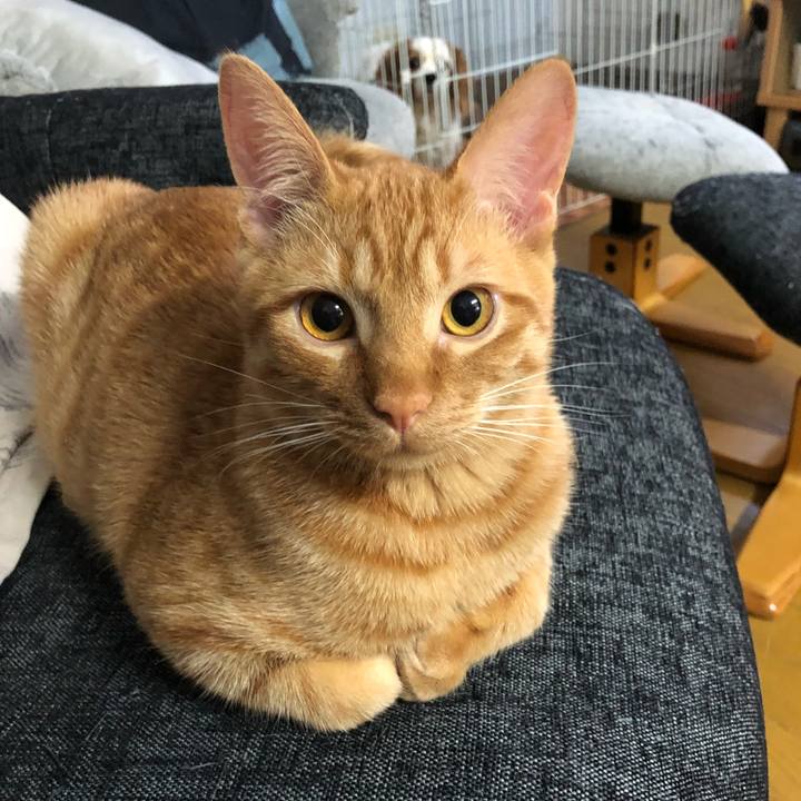 B7e6fb66 4191 4a9e bf07 483135ccc438 1522617783042