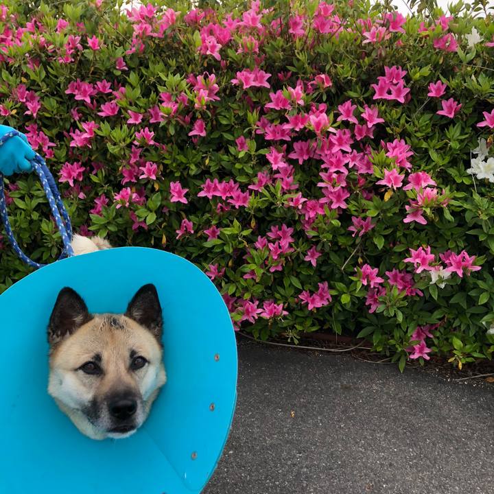 B7ea7e8e 3368 4ad4 b781 65abc5cca22f 1587884648479