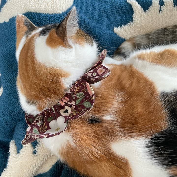 B7f4e5c5 82af 4a18 b596 e530c2a2640b 1763861679103