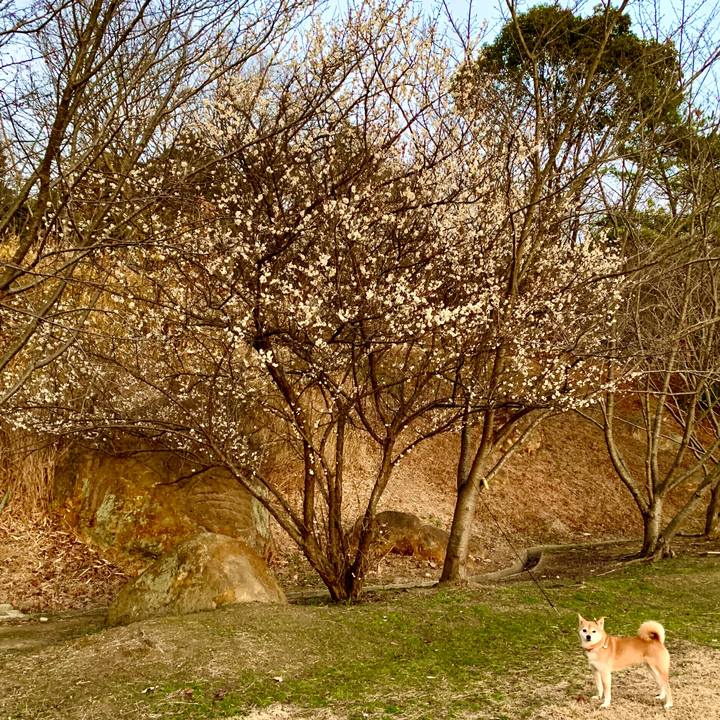 B7f55100 1139 487c aa29 b033f2589e78 1580461790606