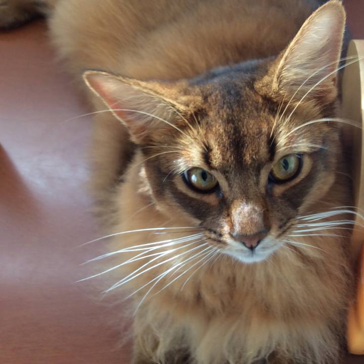 B7fc1c41 9927 4721 b994 a6c469feff3f 1602807891064