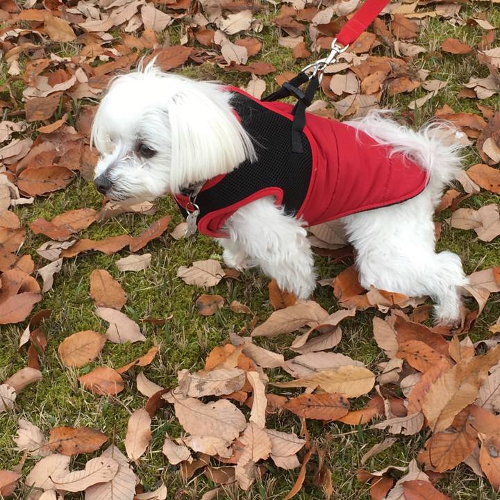 B7fd2b20 138d 4d2f abf6 d8b4c23e29ce 1544233996309