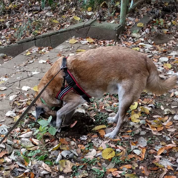 B8058438 112e 49c4 b1f4 acfc598cc09b 1543795141226