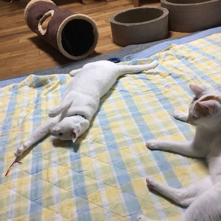 B807c3bd e308 4400 a297 125e54972259 1526306518510