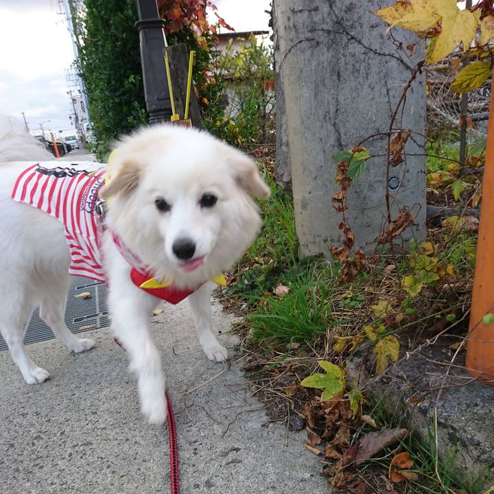 B808ccee 9ec3 4a4f ac6f 9c3a073dbab8 1542091205422