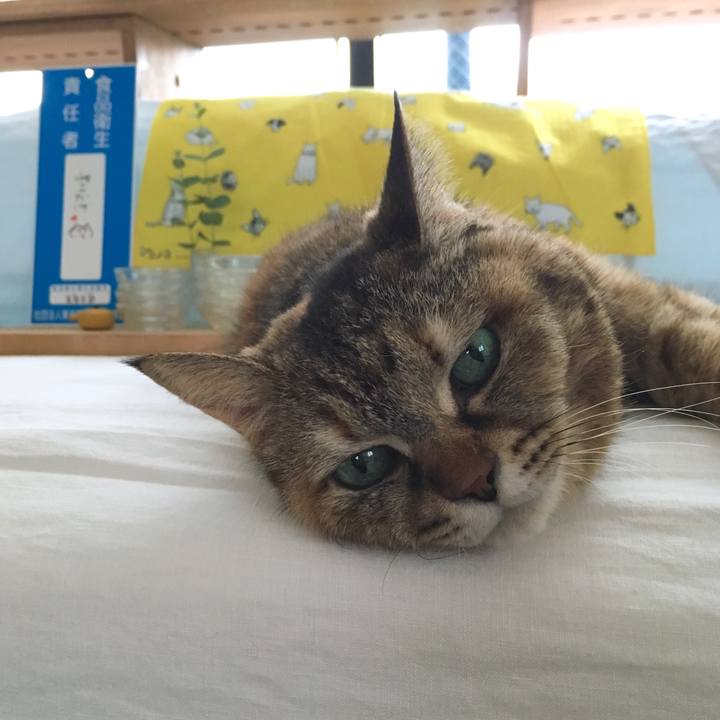 B80fcf7d b42e 4856 b33f 516bc8232f6e 1529030612277