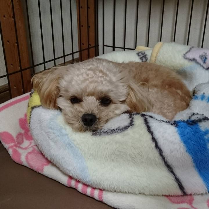 B816bacb 6a94 4f7a 83d8 a87e56e0b222 1543146645485