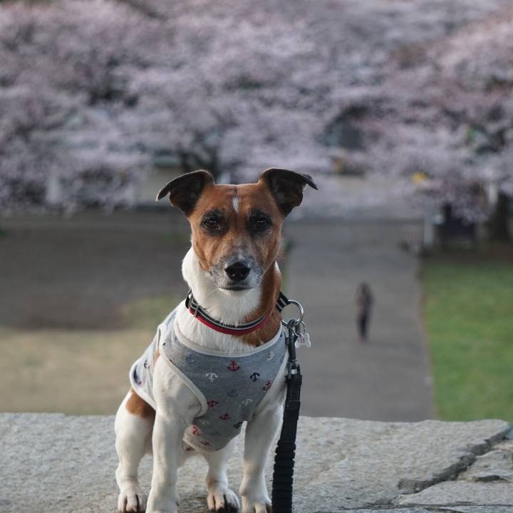 B8199e1c cfcb 4f10 aed1 8ec8102564ac 1554158655178