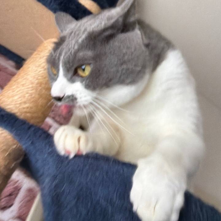 B81aa00a 222e 4bb7 b7b7 cbf31c7ec886 1762905430339