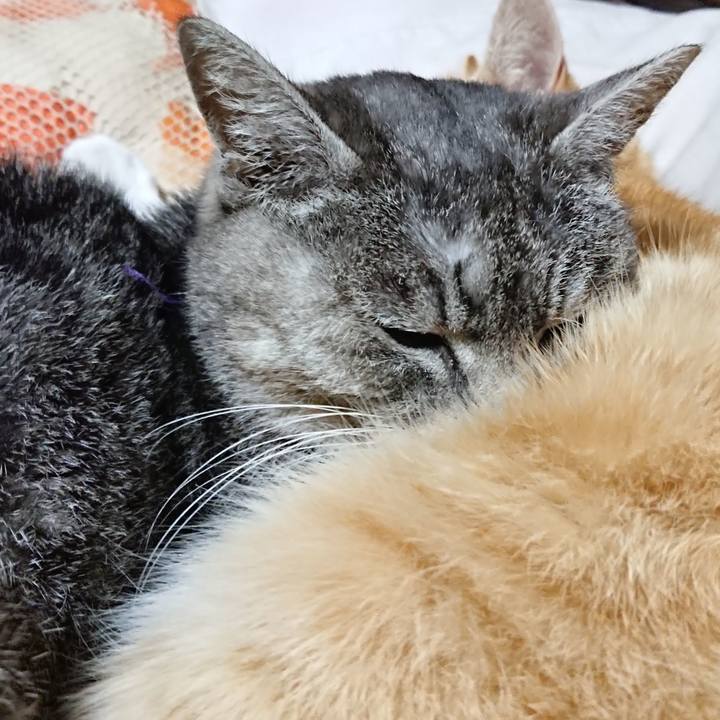 B81bf840 26e7 4a10 a020 b301d0f63690 1585054663647