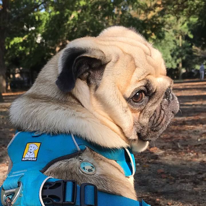 B81d2633 b61d 4bfd 8844 84deb8cccdeb 1572785413351