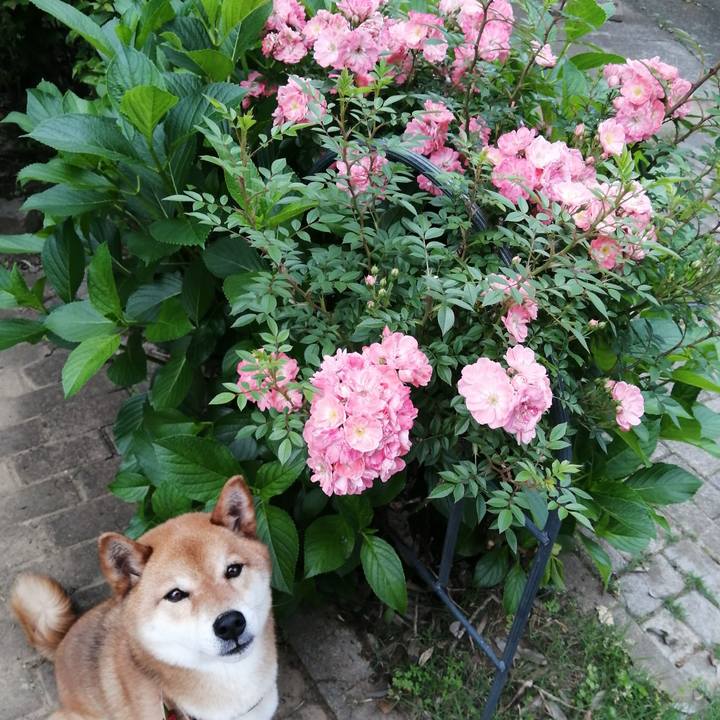 B81e7be8 7452 43f6 8fc7 35000df00948 1590396399703