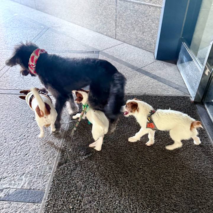 B8217b7b 3bbd 47d4 ade9 3276eb201f3b 1757120122284