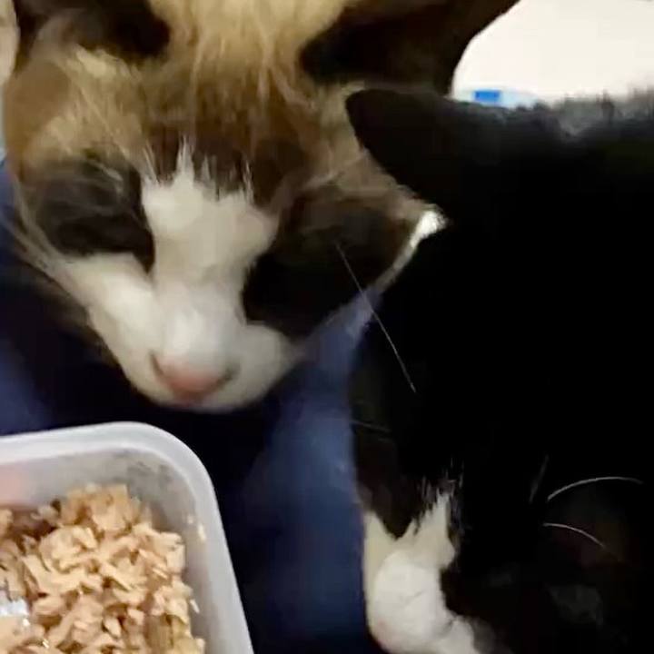 B8220267 8b4b 4711 9aff 035e8708defb 1739065796637