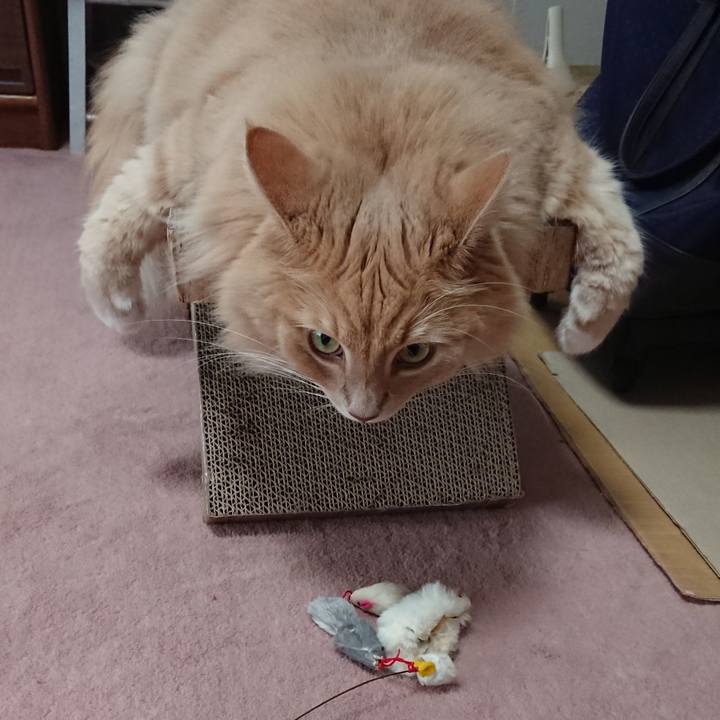 B8226e76 84d2 49db 93f8 1fec8859ded0 1539138102779