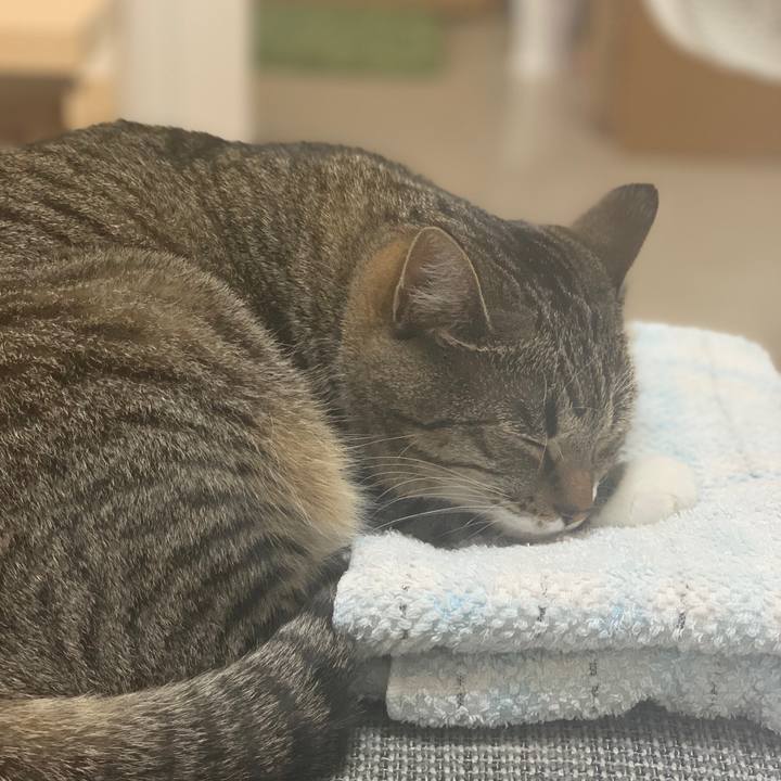 B82c06c9 cfae 4526 8dab 3f8f334ff0e2 1597838711620