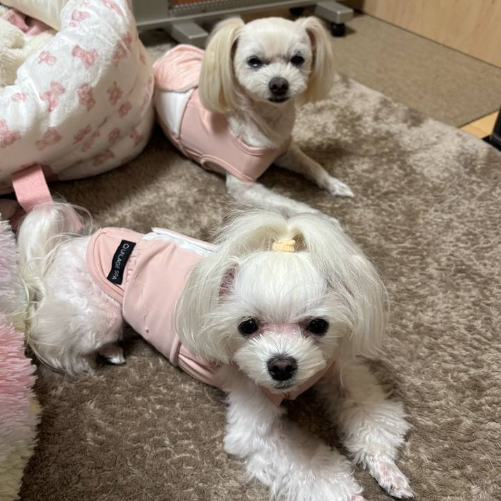 B82d1684 57e5 4973 b9cd 2a638ecab7c7 1763891964346