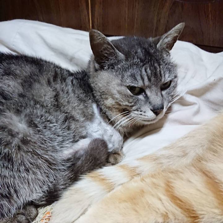 B82d4c44 e063 4a1f b569 47949517da53 1591100771966