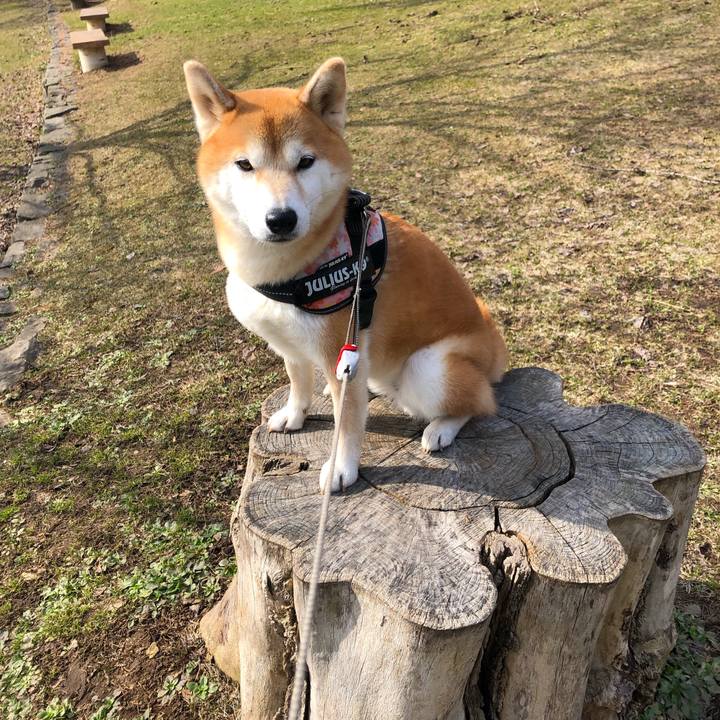 B82e86f5 2633 468a 8a6d 29d8572132e3 1554771391955