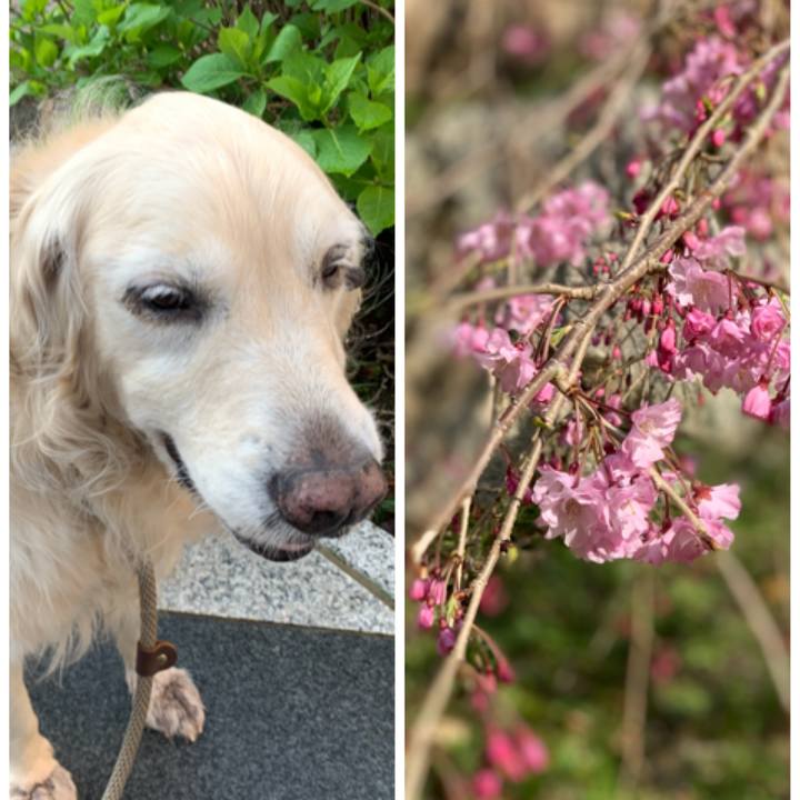 B8368c6a f6a9 43e5 b1f4 cbeafd3b3091 1585786895858