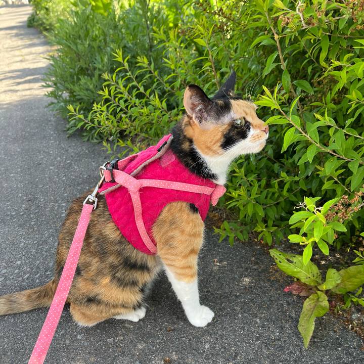 B83a0cef 8cf2 4680 8360 3e3688e4669a 1684382643491