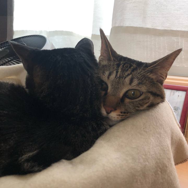 B83a1851 832d 4d4d a6b8 981760844a04 1560544865325