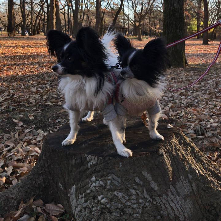 B83eb229 b2ab 4e8b bbcb f0844fd4c844 1514851637703