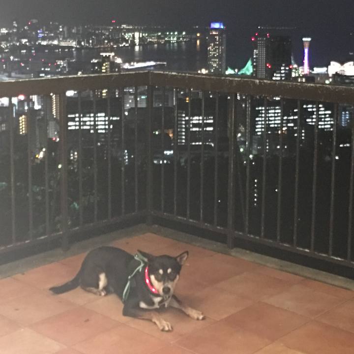 B84116d6 c03d 4fcf 89b3 6a982f1c79cf 1510672032226