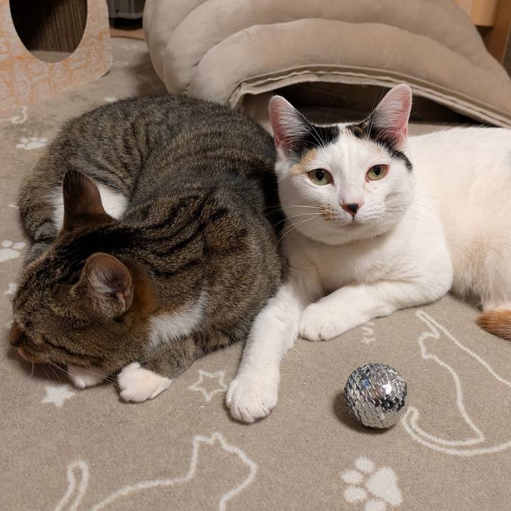 B8496605 bd2f 4bda b38b 01a1761c729b 1739263989315