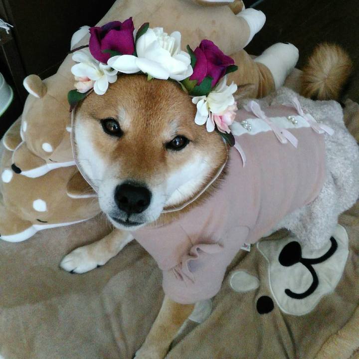 B84a1b79 aab4 4525 9f24 9dcd33042f33 1518571139312